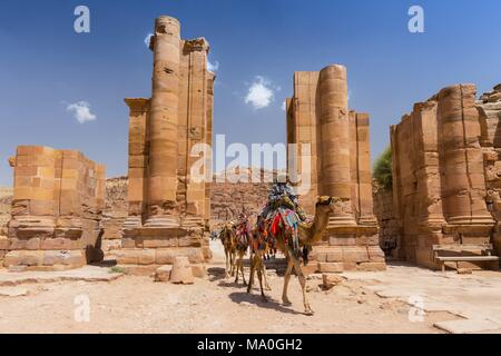 Les chameaux crossing Themenos Gate et de la rue à colonnade à Petra, en Jordanie. Banque D'Images