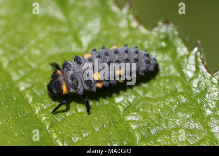 7-spot Ladybird Coccinella septempunctata larves Banque D'Images