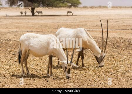 L'antilope, l'oryx oryx blanc ou (Oryx leucoryx) à Yotvata Hai-Bar Réserve Naturelle, Israël. Banque D'Images