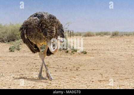 L'autruche d'Afrique du Nord ou de l'Autruche à cou rouge (Struthio camelus camelus), également connu sous le nom de l'autruche dans barbarie Hai-Bar Yotvata Nature Reserve, Israe Banque D'Images