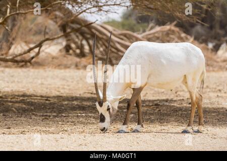 L'antilope, l'oryx oryx blanc ou (Oryx leucoryx) à Yotvata Hai-Bar Réserve Naturelle, Israël. Banque D'Images