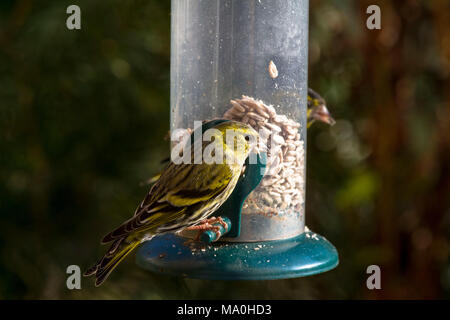 L'Allemagne, l'Eurasian siskin (Spinus spinus) à un point de ravitaillement sur un balcon. Deutschland, Spinus spinus (Erlenzeisig) un Futterstelle B auf einem von Banque D'Images