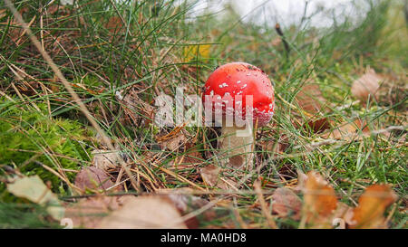 Amanita muscaria (communément connu sous le nom de fly fly agaric ou amanita) Banque D'Images