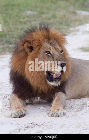 Lion (Panthera leo). Mâle adulte. Delta de l'Okavango. Le Botswana. L'Afrique. Banque D'Images