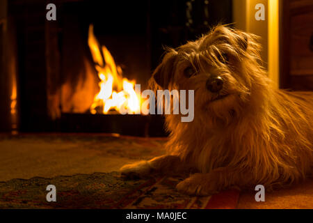 Jack Russell Terrier de Norfolk par un incendie Banque D'Images