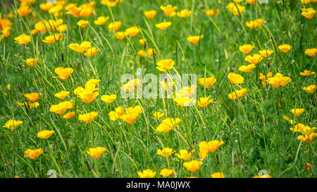 De superbes fleurs jaune renoncule de pavot de Californie (Eschscholzia californica Pavot de Californie, d'or, la lumière du soleil, tasse d'Or) une espèce de flowerin Banque D'Images