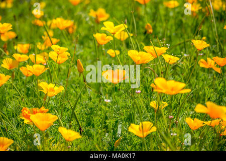 De superbes fleurs jaune renoncule de pavot de Californie (Eschscholzia californica Pavot de Californie, d'or, la lumière du soleil, tasse d'Or) une espèce de flowerin Banque D'Images