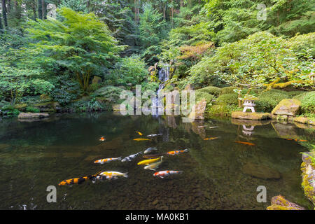 Koi de poissons nager dans l'étang par des chutes d'eau céleste dans le jardin japonais Banque D'Images