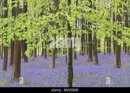 Jacinthes des bois tapis de plancher sous les feuilles de vert de chaux d'un jeune hêtre arbre en bois près de Micheldever dans le Hampshire, en Angleterre. Un overnig Banque D'Images