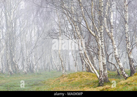 Jour brumeux parmi les bouleaux d'argent dans les bois entourant la carrière Bolehill dans le parc national de Peak District. Banque D'Images