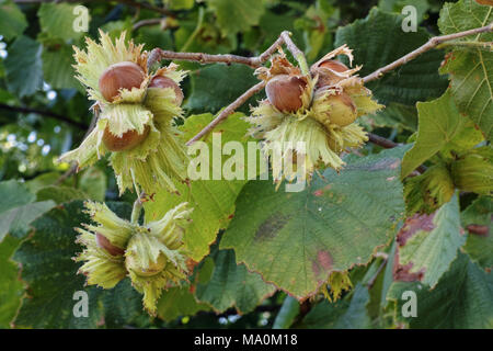 Les noisettes dans leurs grappes et feuilles de noisetier commun Banque D'Images