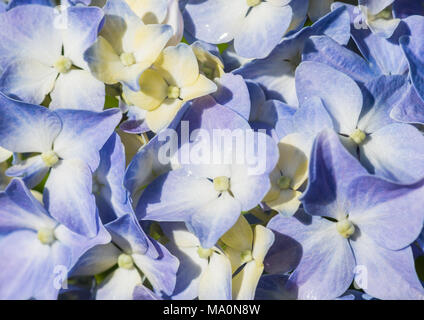 Un plan macro sur un hortensia bleu. Banque D'Images