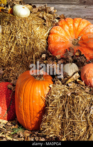 Pumpkins affiche des balles de foin à temps pendant la récolte de citrouilles et de décorations d'Halloween à la ferme locale Banque D'Images