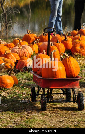 Les citrouilles sont collectées au red wagon à temps pendant la récolte de citrouilles et de décorations pour l'Halloween Banque D'Images