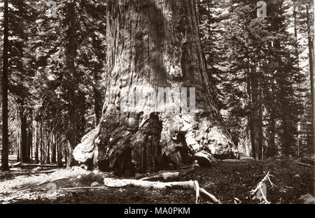 19e siècle - photographie vintage Grizzle, géant arbre séquoia géant, Mariposa Grove, Californie, Wawona, United States, dans la partie la plus méridionale du Yosemite National Park. Dans l'avant-plan est Galen Clark (le 28 mars 1814 â€" Mars 24, 1910), le premier Européen à découvrir l'Amérique Mariposa Grove, et est connue pour son rôle d'une loi pour protéger le parc Yosemite. Pendant 24 ans, elle a servi comme gardien de parc national de Yosemite. Banque D'Images