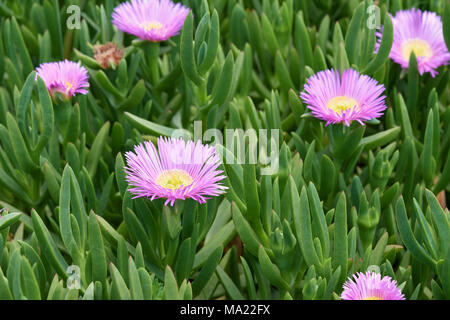 Carpobrotus glaucescens. C'est une espèce de plantes de la famille de la fabrique de glace. Il est communément connu sous le nom de sea-angulaire fig ou tété. Banque D'Images