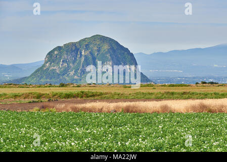 Décor d'exploitation de pommes de terre champ avec Mt. Sanbangsan et Mt. Hallasan dans Daejeong-eup, l'île de Jéju, en Corée. Banque D'Images