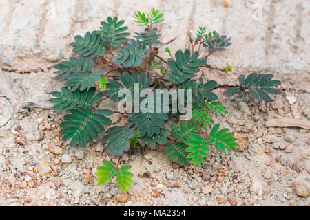 Close up Mimosa pudica plante sensible au sol Banque D'Images