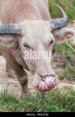 Albino thaïlandais dans le pré de buffalo Banque D'Images