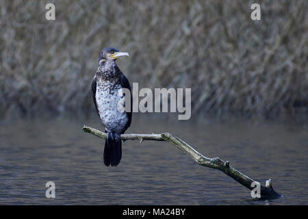 Grand cormoran assis sur une branche dans son habitat Banque D'Images
