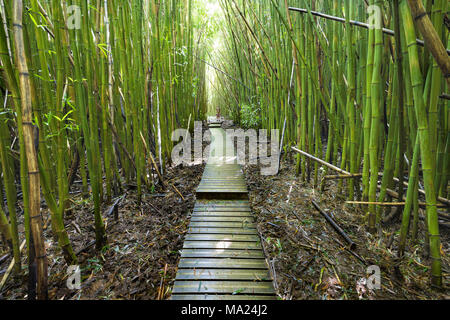 Une passerelle en bois à travers la forêt de bambous qui mène à Waimoku Falls près de Hana dans le Parc National de Haleakala. Un deux mile randonnée à partir de la route thro Banque D'Images