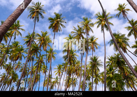 Kapuaiwa Coconut Beach Park, est une ancienne cocoteraie hawaïenne plantés dans les années 1860, pendant le règne du Roi Kamehameha V. Avec des centaines de noix de coco Banque D'Images