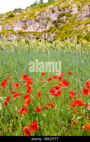 Le blé et l'poppys dans un champ près de Cahors, la capitale du département du lot dans le sud-ouest de la France. Banque D'Images