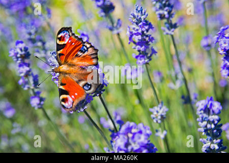 Le Peacock butterfly, Aglais io, photographié ici sur des fleurs de lavande dans le sud de la France, se trouve dans l'Europe et l'Asie tempérée est aussi loin que le Japon Banque D'Images