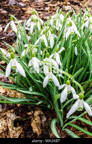 Grappe de fleurs, les perce-neige Galanthus nivalis, début du printemps Banque D'Images