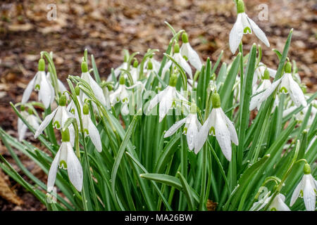 Grappe de fleurs, les perce-neige Galanthus nivalis, début du printemps Banque D'Images