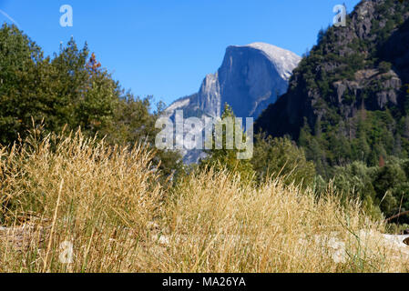 La Vallée Yosemite avec de grandes falaises de granit avec l'herbe d'or dans l'arrière-plan Banque D'Images
