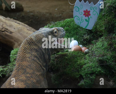 Ganas le dragon de Komodo poulet, canard et oeufs de caille Easter treats at ZSL London Zoo de Londres. Banque D'Images