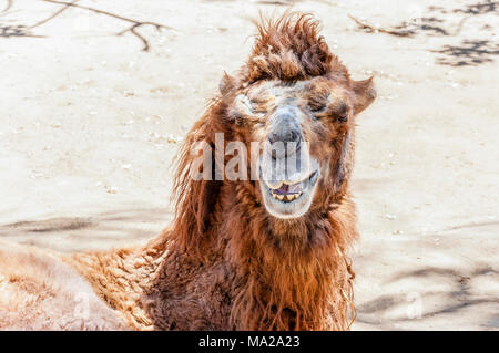 Le chameau de Bactriane (Camelus bactrianus) est un grand, même-toed originaire d'ongulés aux steppes de l'Asie centrale. Banque D'Images