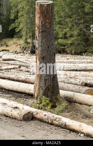 Sciages de pin Long de différentes tailles se trouve sur un terrain. Banque D'Images