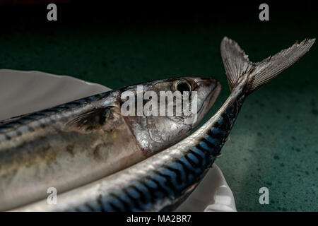 Le maquereau Banque D'Images