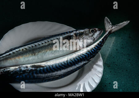 Maquereau Banque D'Images