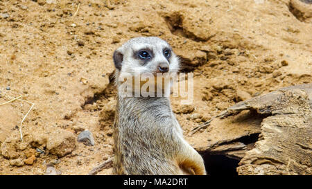 Meerkat est assis et regarde autour de lui, drôle meerkat, meerkat mignon en face de son trou Banque D'Images