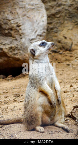 Meerkat est assis et regarde autour de lui, drôle meerkat, meerkat mignon en face de son trou Banque D'Images