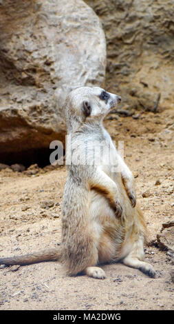 Meerkat est assis et regarde autour de lui, drôle meerkat, meerkat mignon en face de son trou Banque D'Images