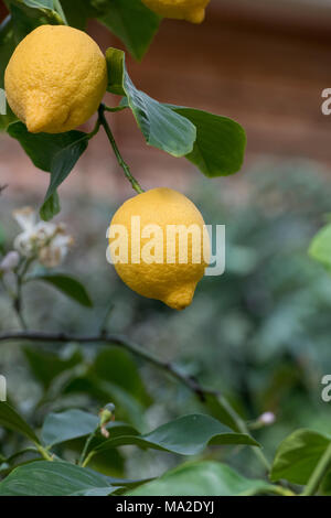 X Citrus limon 'Quatre Saisons' . 'Quatre Saisons' citron fruit sur l'arbre à l'intérieur de la serre à RHS Wisley Gardens, Surrey, UK Banque D'Images
