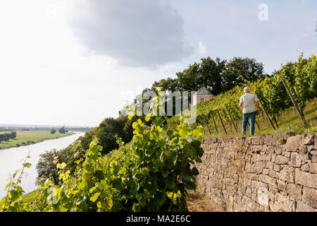 La vigne à l'Dinglinger vignoble planté de manière traditionnelle. Banque D'Images