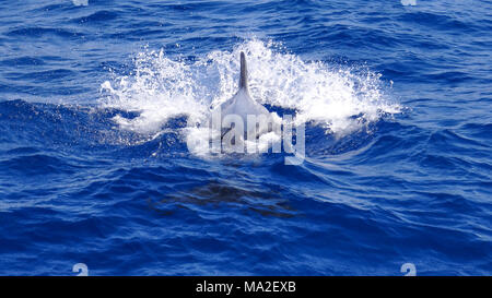 Dolphin swimming in ocean wildlife, dauphin, Dauphin, flipper Banque D'Images