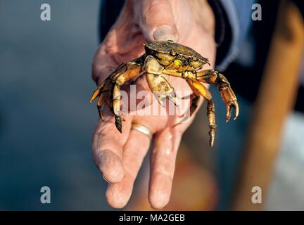 Un guide de la mer des Wadden tenant un petit crabe, Sylt Banque D'Images