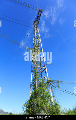 Poteau électrique debout sur fond de ciel bleu avec l'emmêlement weed Banque D'Images