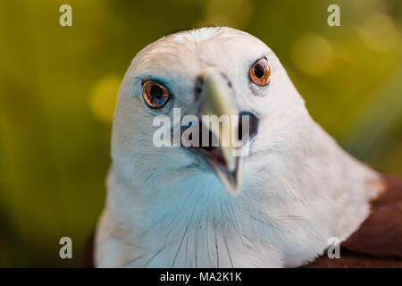 Le brahminy kite, Haliastur indus, est également connu comme un aigle de mer rouge soutenu et sont des charognards plutôt que les chasseurs. Ils se nourrissent de charognes, d'insectes, rep Banque D'Images