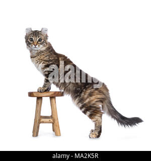 Black tortie tabby kitten cat / American Curl debout avec pattes avant sur le tabouret en bois à tout droit à lens isolé sur fond blanc Banque D'Images