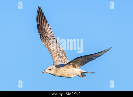 Juvenile Herring Gull (Larus argentatus) en vol sur fond de ciel bleu en hiver dans le sud de l'Angleterre, Royaume-Uni. Banque D'Images