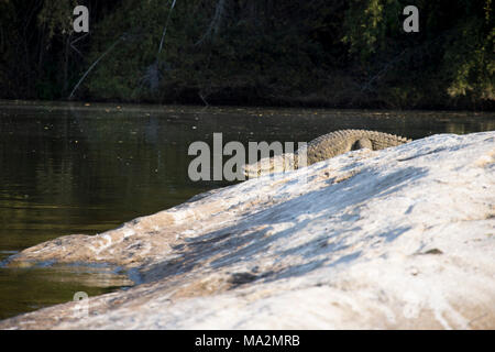 Les crocodiles se détendre à Ranganathitu sanctuaire des oiseaux. Mandya, Karnataka, Inde. Banque D'Images