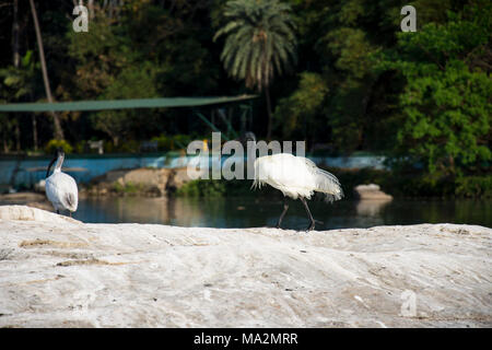 Ibis à tête noire à Ranganathitu sanctuaire des oiseaux. Banque D'Images