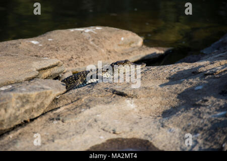 Les crocodiles se détendre à Ranganathitu sanctuaire des oiseaux. Mandya, Karnataka, Inde. Banque D'Images